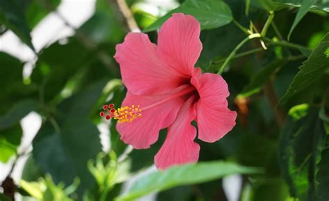 Krásne kvety ibišteka čínskeho