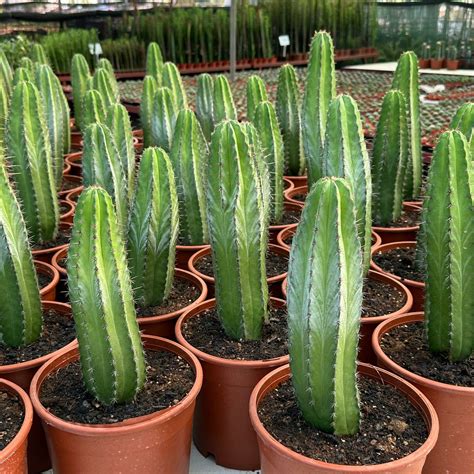 Vzhľad kaktusu San Pedro s jeho charakteristickými rebrami a tŕňmi