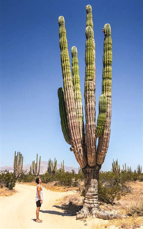 Kaktus San Pedro v kvetináči s dobre priepustnou pôdou