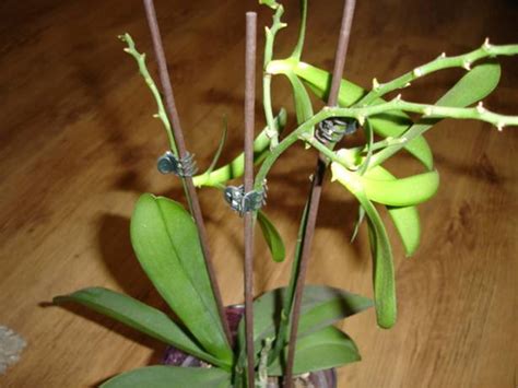 Orchidea pripravená na presadenie