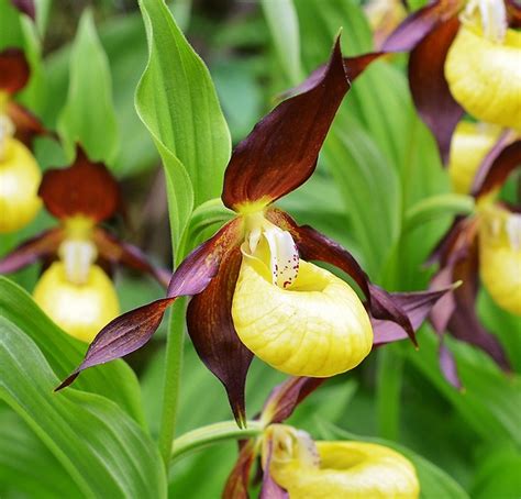Črievičník papučkový (Cypripedium calceolus)