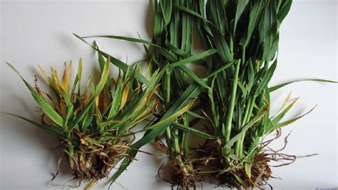 Schéma odporúčaného dávkovania zeleného jačmeňa