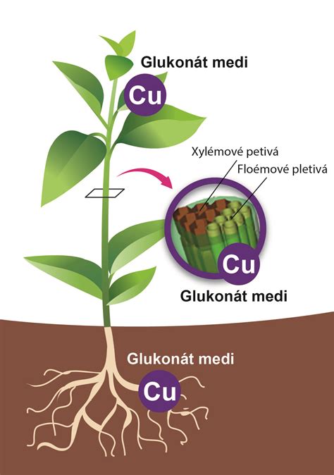 Ilustrácia správnej výsadby plamienka s tienistými koreňmi