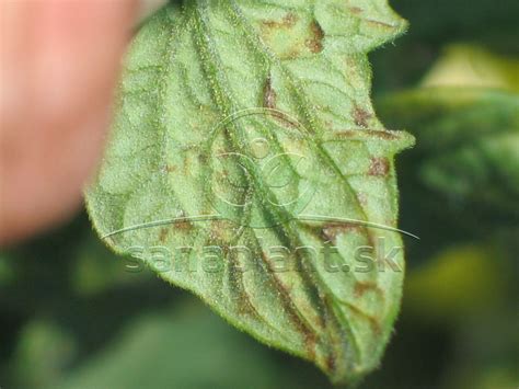 Ilustrácia rôznych typov plesňových ochorení na listoch plamienka