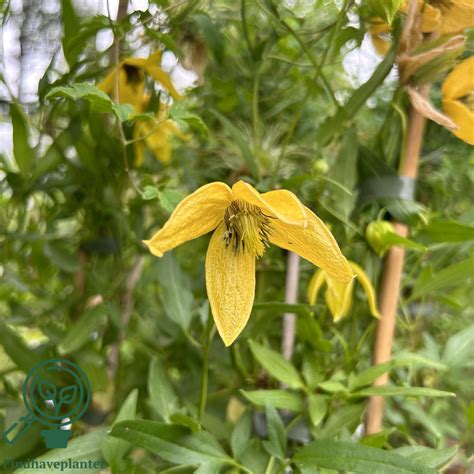Detail kvetu plamienka Clematis 'Kaska'
