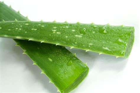Aloe vera rastlina a jej gélové listy