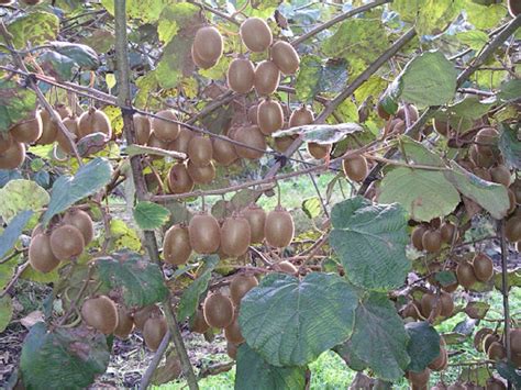 Schéma podpory pre rastlinu kiwi