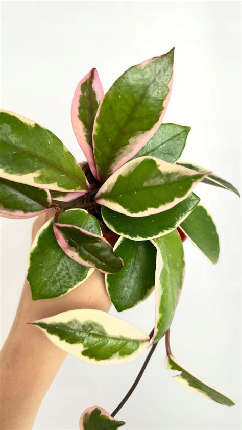 Ilustrácia rastliny ďateliny plazivej s listami a kvetmi