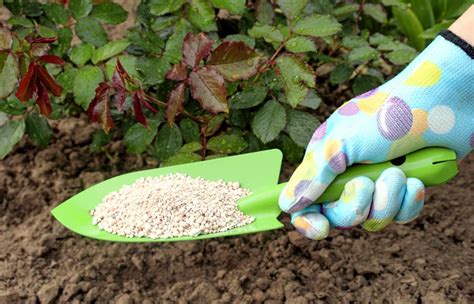 Infografika správnej zálievky a hnojenia ruží