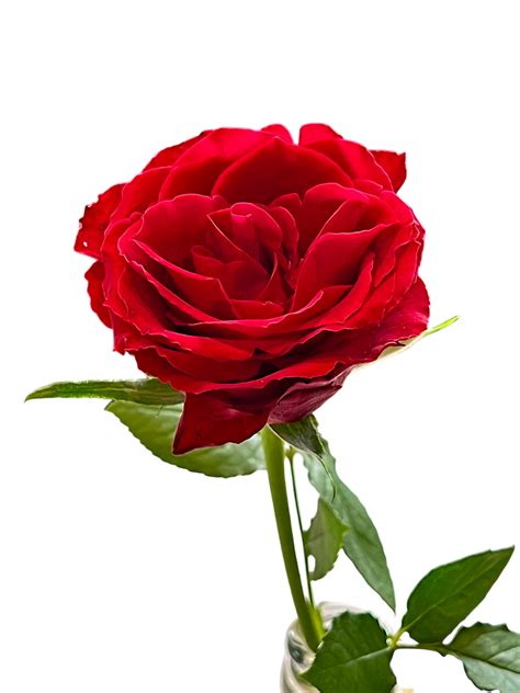 Obrázok ruže napadnutej voškami a múčnatkou