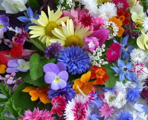 Krásne kvety ľalií v záhrade