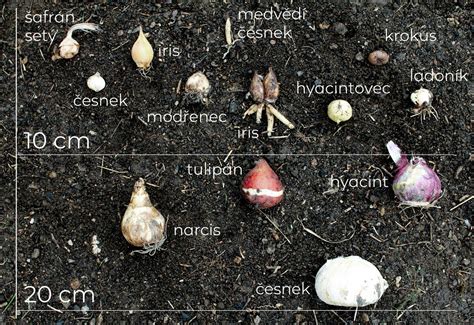 Ilustrácia správnej hĺbky výsadby cibule ľalie