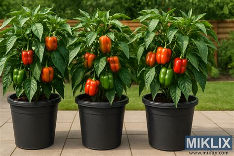 Floxy pestované v nádobách na balkóne