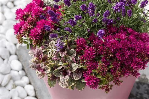 Rôzne druhy a farby kvitnúcich floxov