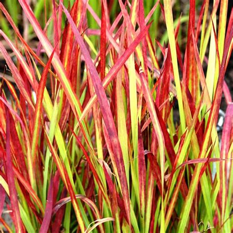 Imperáta valcovitá 'Red Baron'