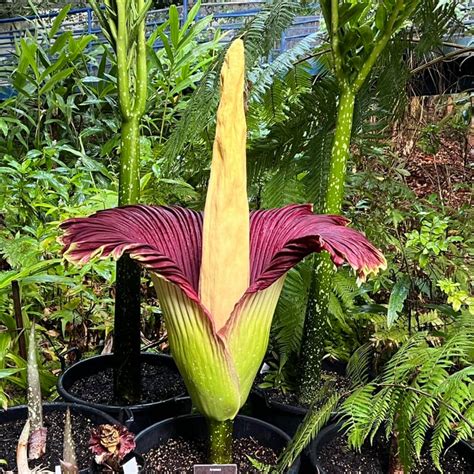 Detail kvetu Amorphophallus titanum