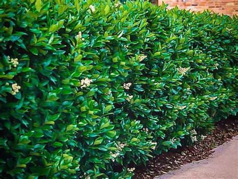 Ilustrácia rastliny vtáčí zob s plodmi a listami