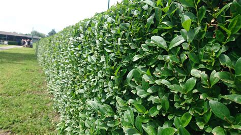 Schéma rastu živého plota z vtáčieho zobu