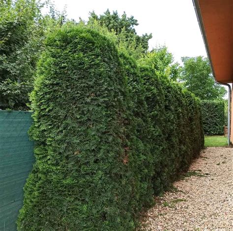 Náčrt správneho tvarovania živého plota