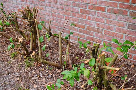 Infografika o výhodách vtáčieho zobu pre biodiverzitu