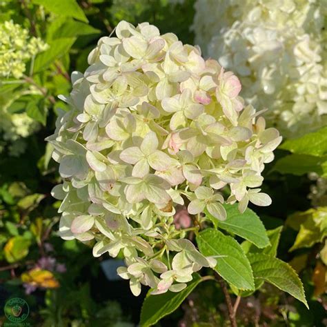 rôzne druhy hortenzií