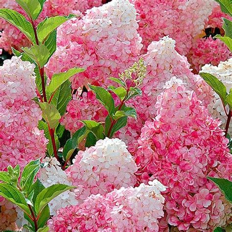 Hortenzia metlinatá LITTLE FRAISE