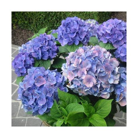 Hortenzia veľkolistá BLAUER ZWERG