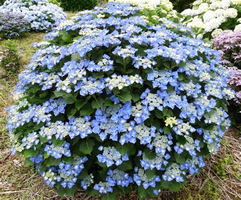 Hortenzia veľkolistá 'BLAUMEISE'