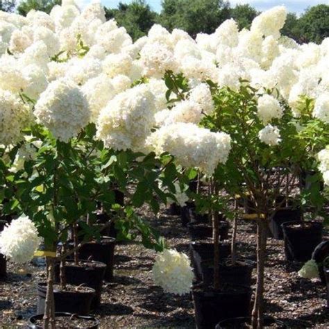 Hortenzia metlinatá 'POLAR BEAR'