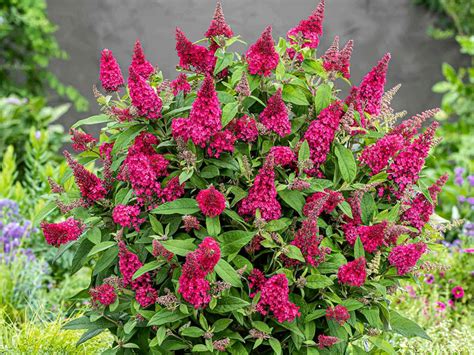 Budleja davidova 'BUTTERFLY CANDY LITTLE RUBY'