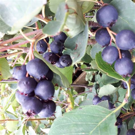 Muchovník jelšolistý THIESSEN