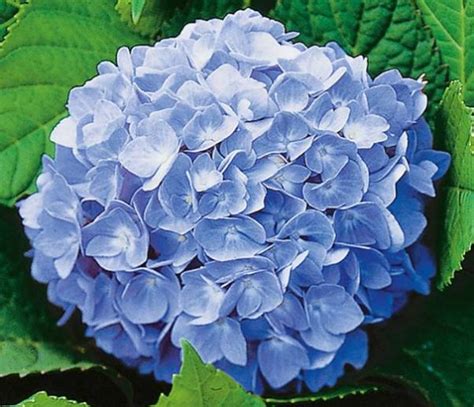 Hortenzia veľkolistá NIKKO BLUE