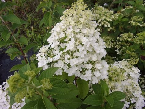 Hortenzia metlinatá BOBO