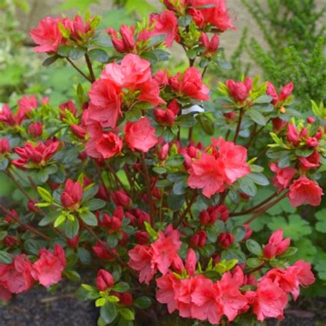 Nízka kompaktná japonská azalka s výraznými oranžovými kvetmi