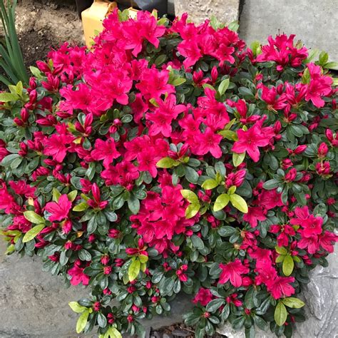 Azalka japonská Geisha Red