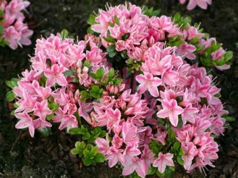 Azalka Kermesina Rose