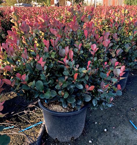 Kompaktný, stálozelený ker s panašovaným listom