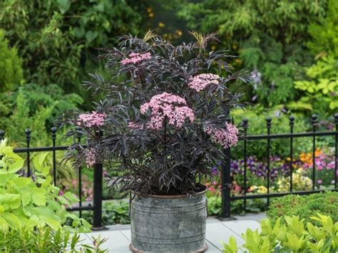 Výrazný okrasný ker s tmavobordovým listom