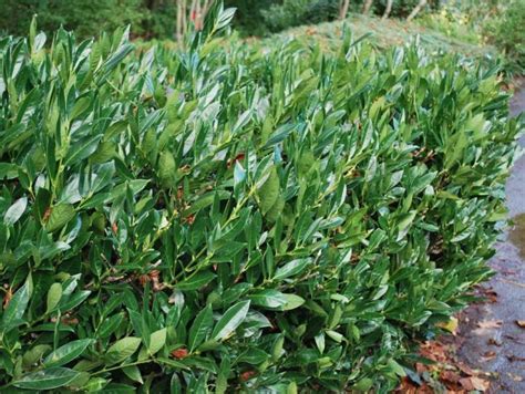 Stálozelený, rýchlorastúci, mrazuvzdorný kultivar