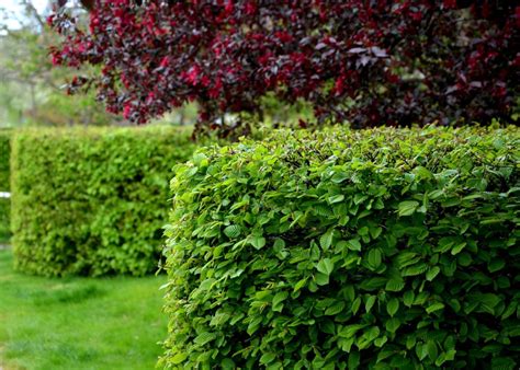 Nádherný rýchlorastúci krík vhodný na živý plot