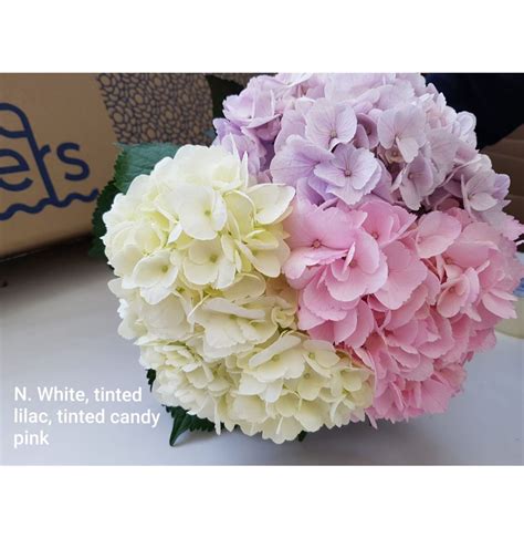 farebné kvety hortenzie