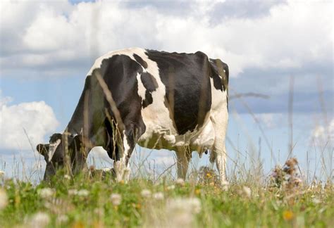 Botanické zloženie trávneho porastu