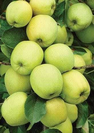 Pestovanie jabĺk Golden Delicious