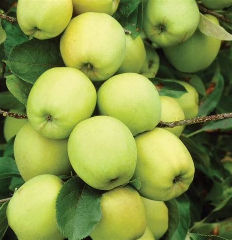 Strom odrody Golden Delicious