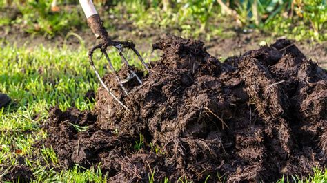 Hnojenie ríbezlí kompostom