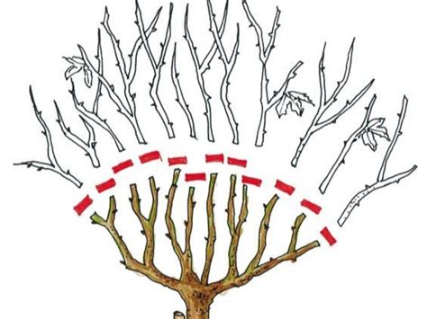 Rez stromčekových ríbezlí