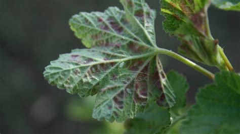 Ilustrácia napadnutia voškami na ríbezľovom kríku