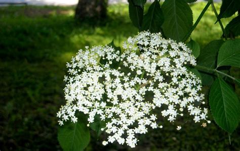Kvety bazy čiernej v plnom kvete