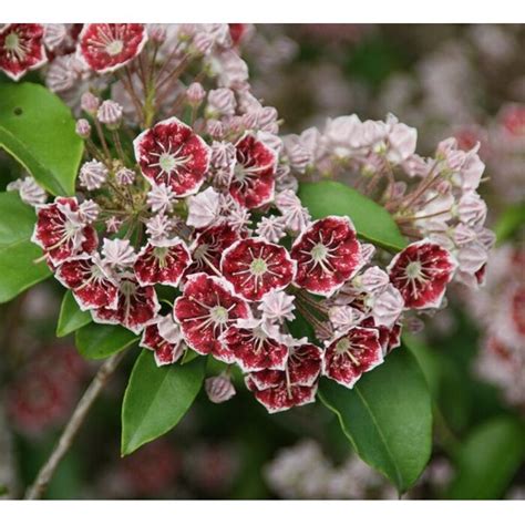Fotografia kvitnúcej rastliny Kalmia