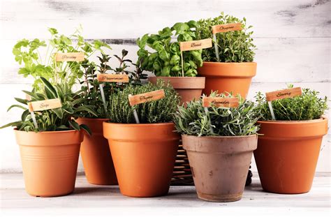 Bylinky v kvetináčoch na kuchynskom okne